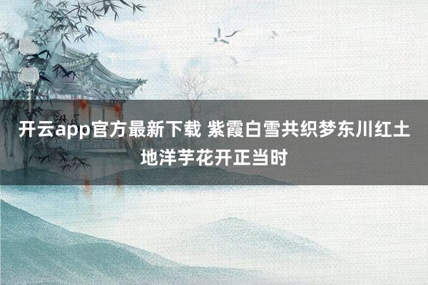 开云app官方最新下载 紫霞白雪共织梦东川红土地洋芋花开正当时